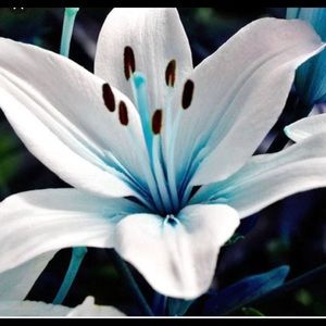 Meet your Posher, Leslie